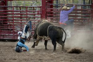 893 Fotograf  Michael Johansen  -  Bull Riding  Diplom Action